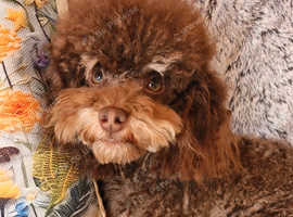 Gorgeous Ralph kc toy poodle STUD ONLY