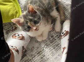 Kitten