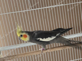 Male cockatiel looking for new partner