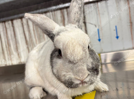Female rabbit 2/3 years old