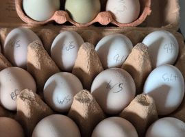 Proven Fertility Hatching Eggs
