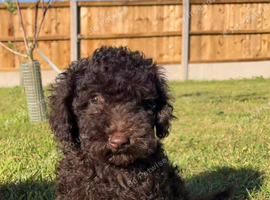 Cockapoo female fully vaccinated