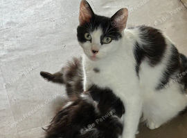 Cuddly adorable kittens
