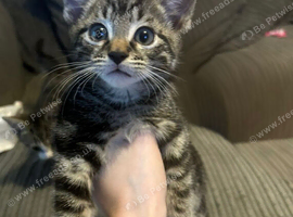 Beautiful kittens