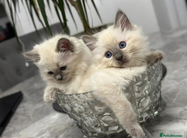 Female kittens