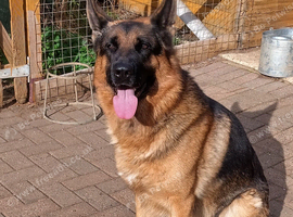 MALE GERMAN SHEPHERD FOR SALE
