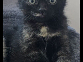 Lovely girl kitten
