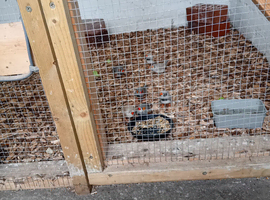 Zebra finches