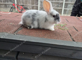 Rabbit