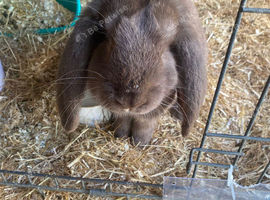 Looking for a French lop Doe