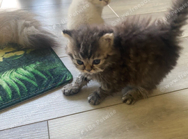 Selkirkrex babies