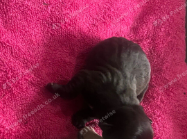 French bulldog x chug