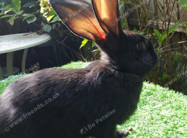 PURE BRED Continental Giant Baby Buck - Vaccinated - RESERVE