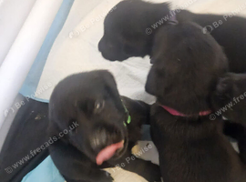 Beautiful litter of black labrador puppies
