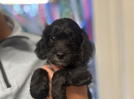 Ready now cockapoo puppy