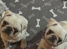 Female white pug
