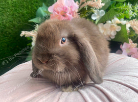 Mini lops available