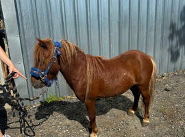 Miniature Shetland 4yo