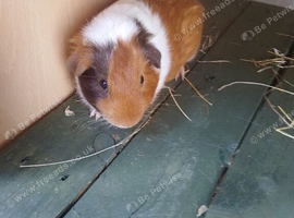 Male guinea pigs