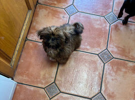 Shitzu puppy for sale
