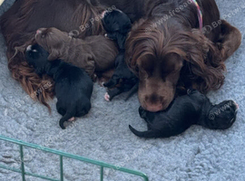 2 puppies available