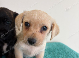 Terrier puppies