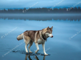 wanted husky male