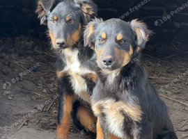 2 COLLIES LEFT