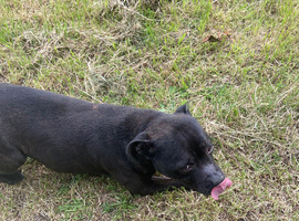 Staffordshire Bull terrier