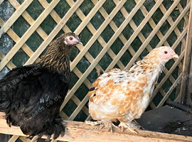 Pekin bantams