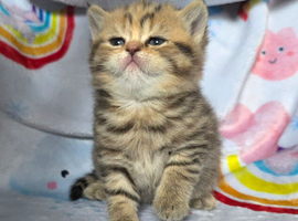 Beautiful chunky british shorthair
