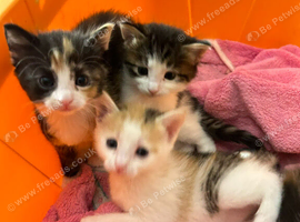 Beautiful kittens ready to be reserved