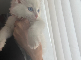 Kitten