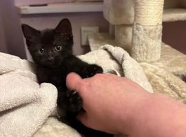 Beautiful black boy kitten