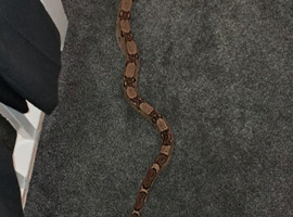 X3 boas for sale due to not having time