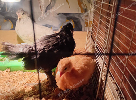 3 x 4 week old chickens for sale