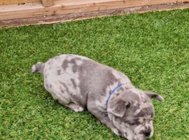 French bulldog puppies