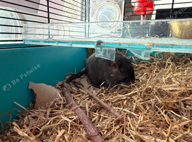 Gerbil with cage and food