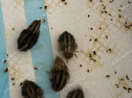 Baby chinese painted button quail