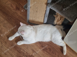 Beutifulmale cat