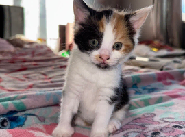 Beautiful calico kitten