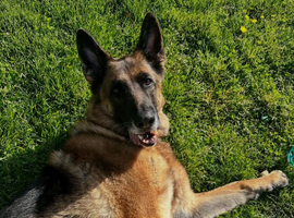 3 Years Old GSD Male