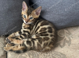 Pure bengal kittens for sale