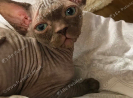 canadian sphynx