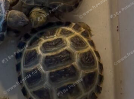 Baby Horsfield tortoises for sale