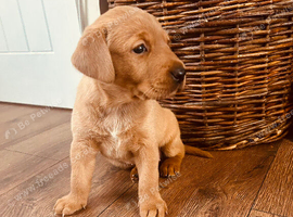 Beautiful fox red Labrador bitch available!