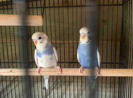Baby budgies for sale