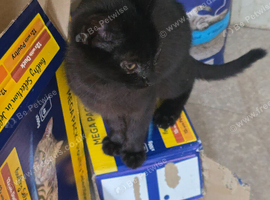 Kittens