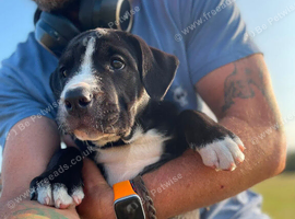 Bulldog cross collie