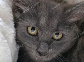 Siberian Pure Breed